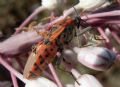 Spilostethus pandurus